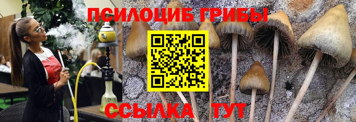 где купить наркоту  Псилоцибиновые грибы мухоморы  Вход с VPN  Жигулёвск  Псилоцибиновые грибы прущие грибы 